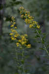 Buckley's goldenrod 